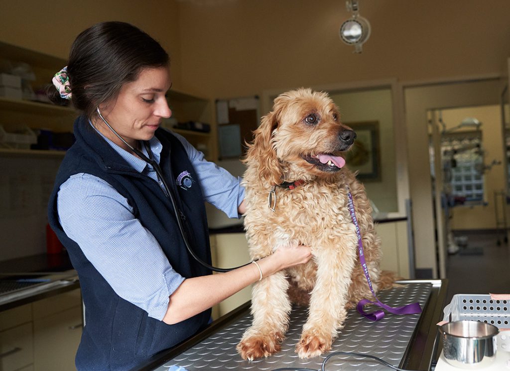 Services Veterinary Ophthalmic Referrals