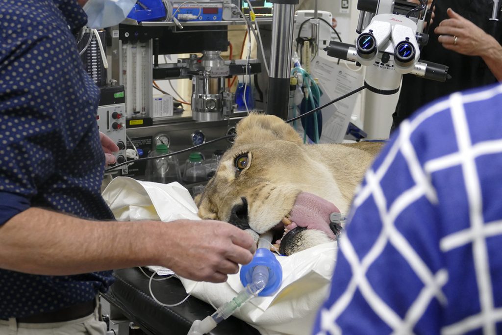 Services | Veterinary Ophthalmic Referrals