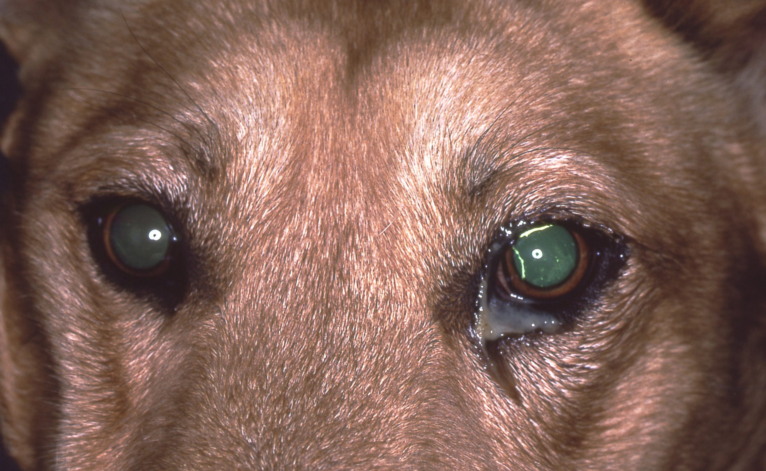 Grass Seeds in Eyes An Important RuleOut in ‘Grass Seed Season